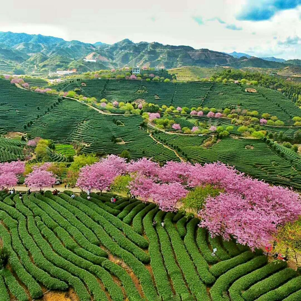 漳平台创园樱花茶园