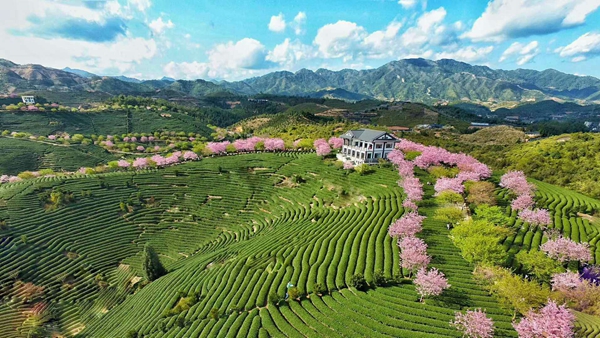 漳平台创园樱花茶园